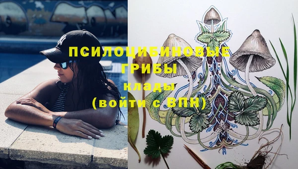 прущие грибы Гусиноозёрск